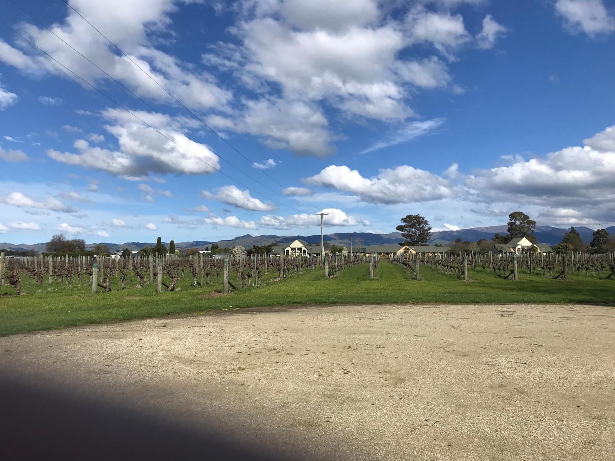 Vineyard Cottage In Blenheim On The Golden Mile Экстерьер фото
